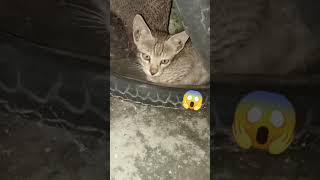 😱😱😱 omg kitna cute hai ye #youtube #youtubeshorts #shorts #vural #trendingshorts #foryou #animals