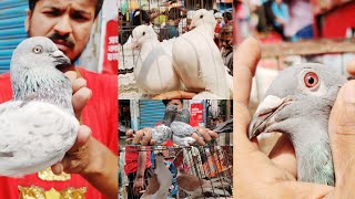 বিক্রির হার বেড়েছে মিরপুর ১ কবুতরের হাটে। BD biggest pigeon market