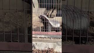 ソワソワしてるラーテル、飼育員さんがやってきます #東山動植物園 #ラーテル