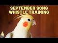 SEPTEMBER with WHISTLE - Bird Whistling Training - Cockatiel Singing Practice