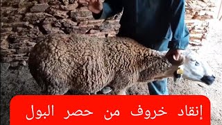 عملية انقاد الخروف من حصير البول @الطريقة التانية والاسهل