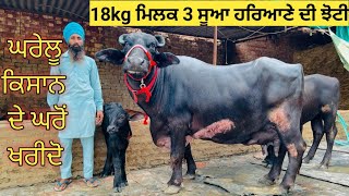 18kg ਮਿਲਕ 3 ਸੂਆ#ਹਰਿਆਣੇ ਤੋਂ ਆਈ ਝੋਟੀ ਤਾਜ਼ੀ ਸੂਈ ਘਰੇਲੂ ਕਿਸਾਨ ਦੇ ਘਰੋਂ ਖਰੀਦੋ || one top murrha for sale ||