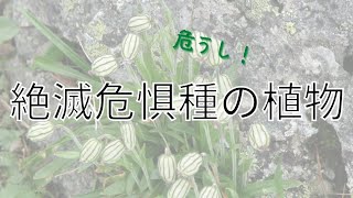 絶滅危惧種の植物 3選