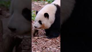 谭爷爷：乖孙女 来吃果果啦 #panda #giantpanda #大熊猫