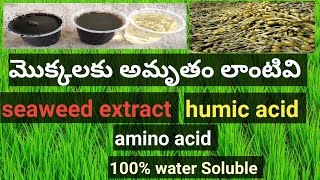 మొక్కలకు అమృతం లాంటివి || seaweed extract || humic acid || amino acid || 100% water Soluble