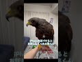 iphoneを近づけるとお話ししてくれるんです…！ かわいい 鷹 悠くん 癒し ペットのいる暮らし birds 可愛い hawk 鳴き声 フォローお願いします