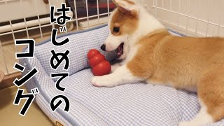 はじめてのコング　【子犬コーギー】