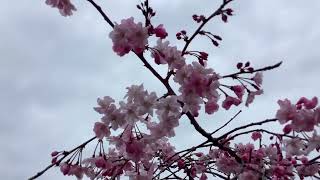 Enchanting Cherry Blossoms Spring 2024 Kagawa Japan/ 最も美しい桜 2024 丸亀 香川/जापान का प्रसिद्ध सकुरा 2024