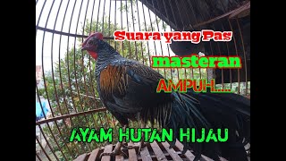 MASTERS HUNT FOREST CHICKEN WITH SOUND CROWING / CLURUK.