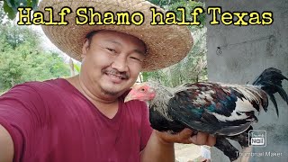 Half Shamo half Texas