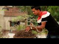 tamarind cascade style bonsai making process and transfer big pot to bonsai pot bonsai artisan