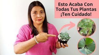 Suculentas PLAGAS Y ENFERMEDADES QUE PUEDEN ACABAR CON TUS PLANTAS | JARDIN DE LA CHITA