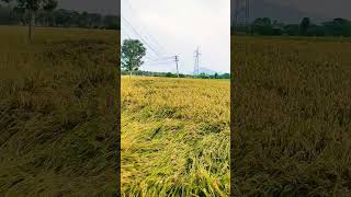 101ஏக்கர் குண்டு நெல் அறுவடை தயாராக இருக்கு 🌾#trending#viral#youtube#like#love#new#live#india#shorts