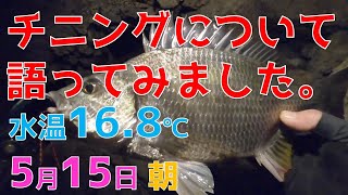 【チニング】釣り方、ルアー、ポイント場所選び、コツ、出会いなど