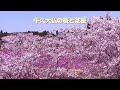 《茨城の絶景》桜スポット〜北条大池、牛久大仏、つくばみらい市福岡堰、