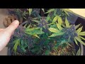 pink kush cbd from seedsmanseeds 30 1 cbd autoflower strain.21 only..