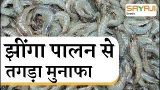 🌱💰 झींगा पालन से अधिक आय कैसे कमाएं? 🦐💵 | How to earn more income from shrimp farming?