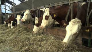 Op bezoek bij Dick en Els van bioboerderij De Lindenhorst