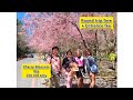 DIY Wuling farm | Round trip Bus from Taipei to Wuling Farm | Cherry Blossom