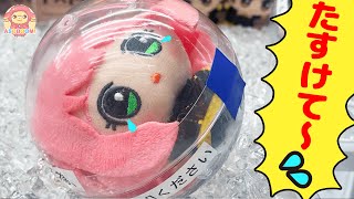 アーニャがカプセルに閉じ込められた！ベッキーが助けるよ！アーニャ　スパイファミリー SPY×FAMILY