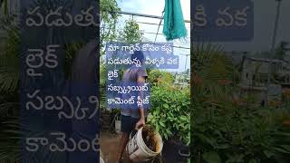 మా గార్డెన్ plants రైన్ లోనే మా వర్కర్స్ కష్టం చేస్తున్నారు.వక లైక్ ఇవ్వండి