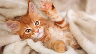 24 Hours Relaxing Music for Cats - Music to Relax Cats, Stress Relief, Peaceful Piano Music😽