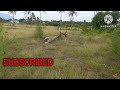 dindigul dharmathupatty 5 acre agriland free service good water patta property low budget