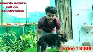 मेरे घर में पैदा हुए जर्मन शेफर्ड के बच्चे | My home bred awesome long coat German Shepherd puppies