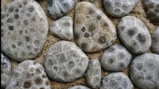 Tumbling Petoskey Stone's