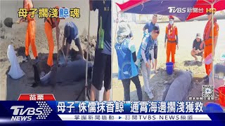 母子「侏儒抹香鯨」 通霄海邊擱淺獲救｜TVBS新聞 @TVBSNEWS01