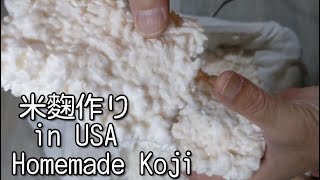 How to make Koji at home/Basis of Miso