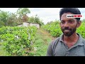 ඈපල් පේර වගාව මාසෙට රුපියල් ලක්ශ දෙකක් apple guava cultivation sri lanka apple pera wagawa farmer