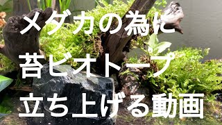 【ビオトープ 】メダカの為に苔ビオトープ を立ち上げてみた動画