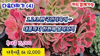 다육더하기(4) 국민다육이 5,000 ~ 대품까지 한편에서 골라보기 #아르제 실루엣 로사로아 엘샤