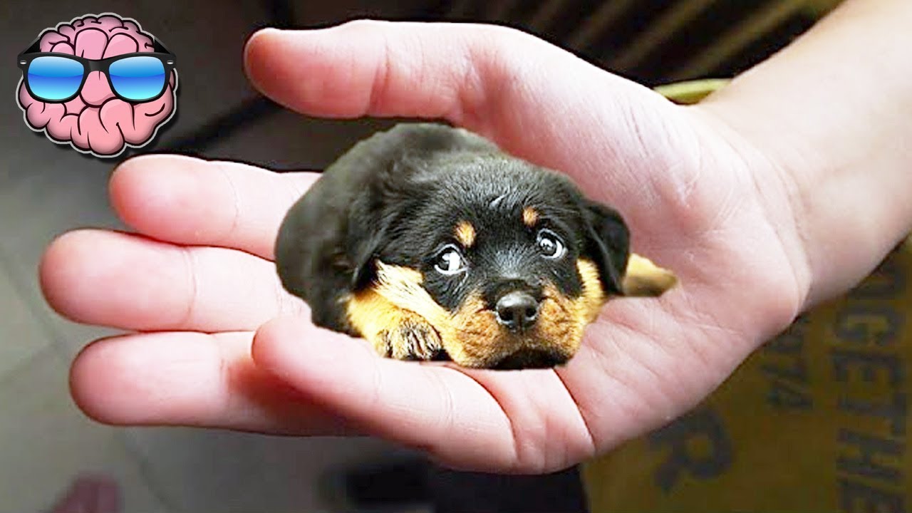 Top 10 Smallest Dog Breeds