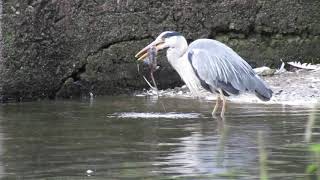 Grey Heron eats Brown Rat still kicking - Hogganfield Loch 1.7.20 (part 2 of 2)