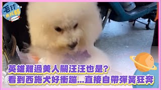 英雄難過美人關汪汪也是?看到西施犬好衝蹦...直接自帶彈簧狂奔