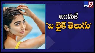 Pooja Hegde rejects Tamil movie offers - TV9