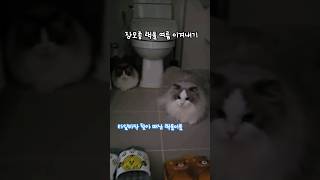 랙돌의 홈캉스 - 타일 바닥을 찾아서 ll 아직 여름은 시작도 안 했는데 더워요 💦 #랙돌 #고양이 #렉돌 #ragdoll #cat