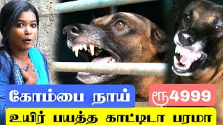 ராட்வீலர்லா சும்மா / ஆக்ரோசமான கோம்பை நாய்கள் / சதைய புடுச்சா விடாது / இரும்பவே கடுச்சு துப்புது...