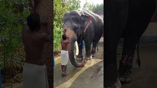 #ആന_ചെറിയ_കുറിയടി_കണ്ടോ #പാമ്പാടി_സുന്ദരൻ #shorts #elephant #aana #video #2022 #aanapremi #kerala