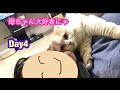 母ちゃんの膝の上で甘える猫【スコティッシュフォールド】chame affection on mother’s lap