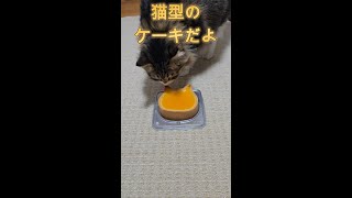 猫型ケーキ 　＃猫　＃保護猫　♯cat