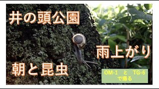 OM-1とTG-6ムービー・雨上がりの朝と昆虫・井の頭公園