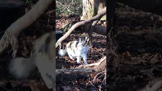 🙏❤️MARU taking her walks 😻😻😻😻❤️❤️❤️