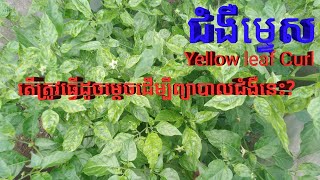 Cause of chili yellow leaf Curl # ជំងឺម្ទេស​ រួញស្លឹក