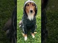 【ドッグランに行ったら雨が降ってきてしょんぼりする愛犬】 sheltie エソラ シェルティ dog シェットランドシープドッグ 牧羊犬 cute animal doglover