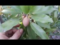 How to grow a evergreen tropical food forest in the winter! Permaculture winter tour! part 1