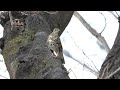 権現山のトラツグミの地鳴き　その１（4k60p動画）