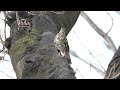 権現山のトラツグミの地鳴き　その１（4k60p動画）